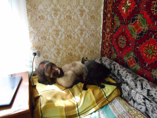 Коты из сети