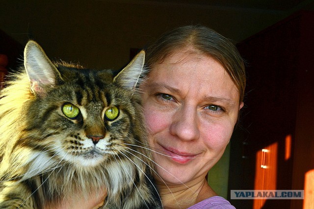 Джокер и его семья