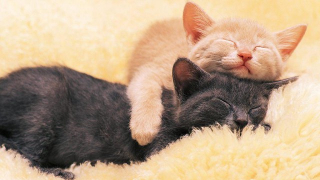 Коты и Кошки