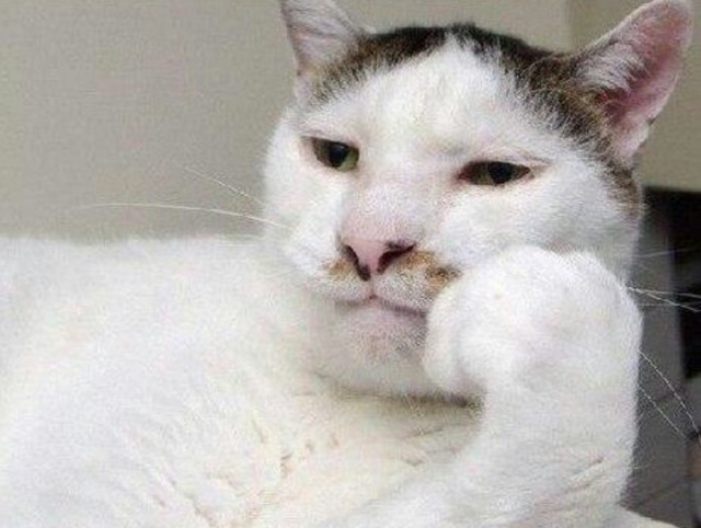 Коты и Кошки