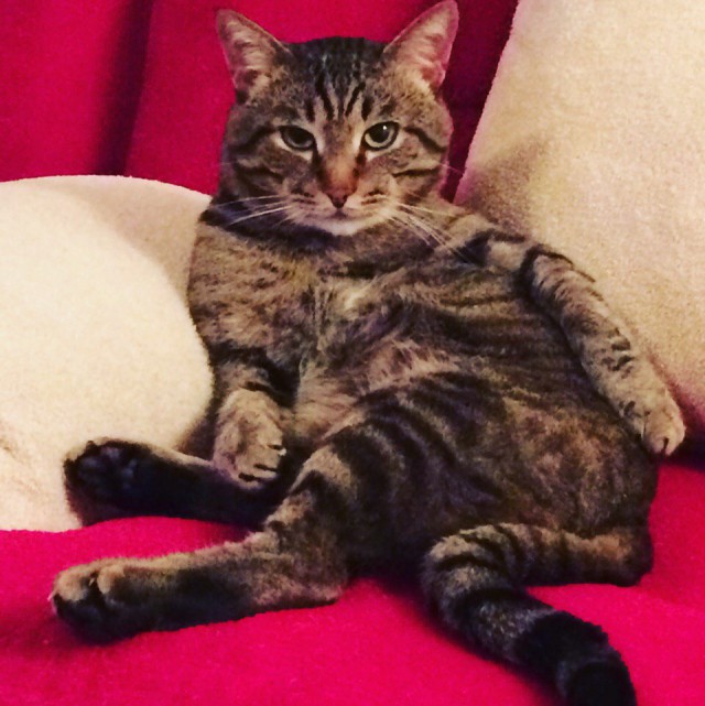 Коты и Кошки