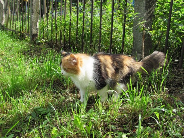 Котовторник
