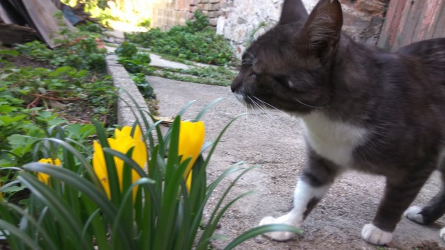 Котовторник 07.11.2017