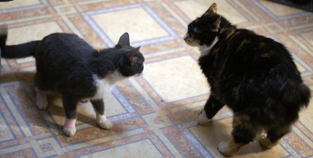 Котовторник!
