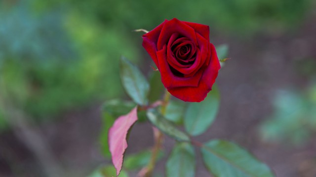 Просто Природа