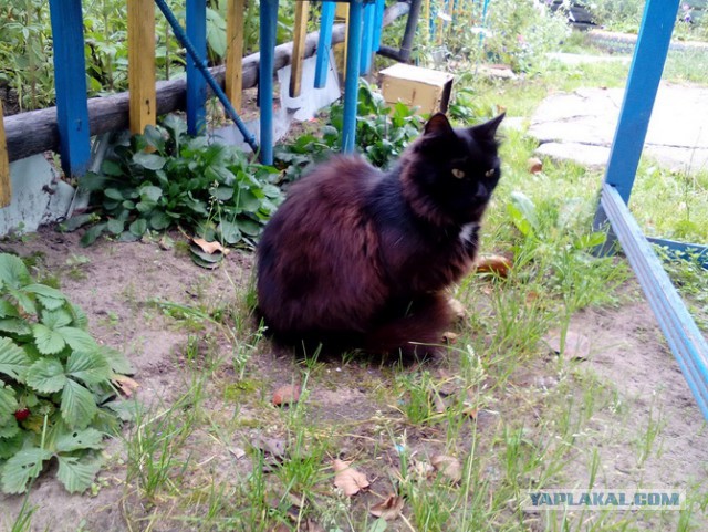 Котовторник 20.02.18