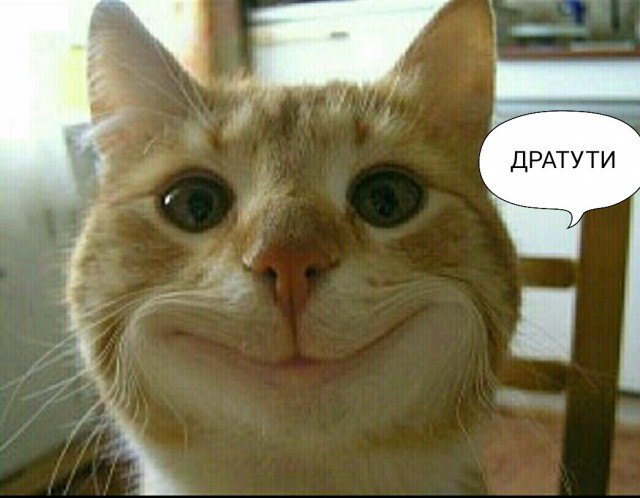А не открыть бы нам котовторник 03.04.2018