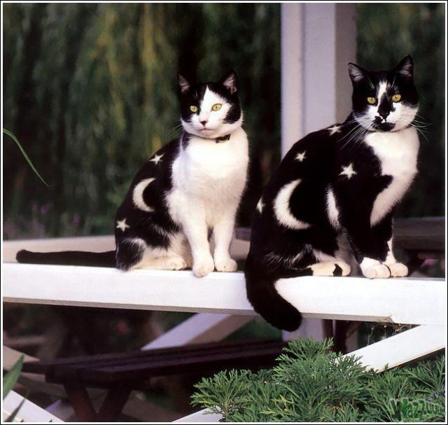 Гламурные кошки (30 фото)