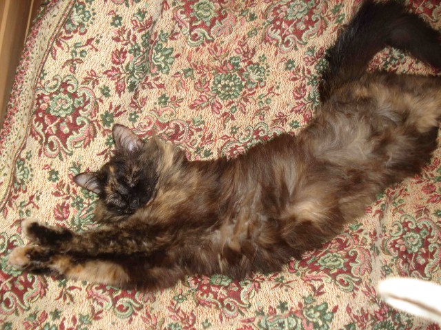 Котовторник 07.08.2018