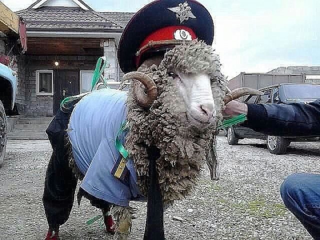 Чудики из социальных сетей