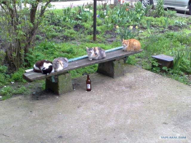 КОТовторник 13.04.2010г.