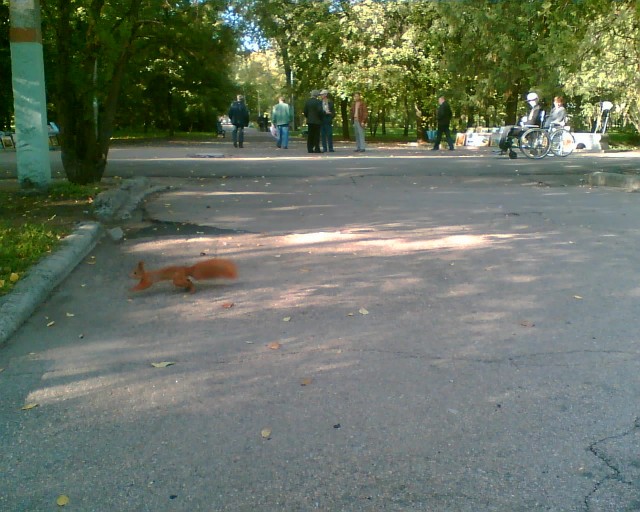 Слови белку ( 7 фото )