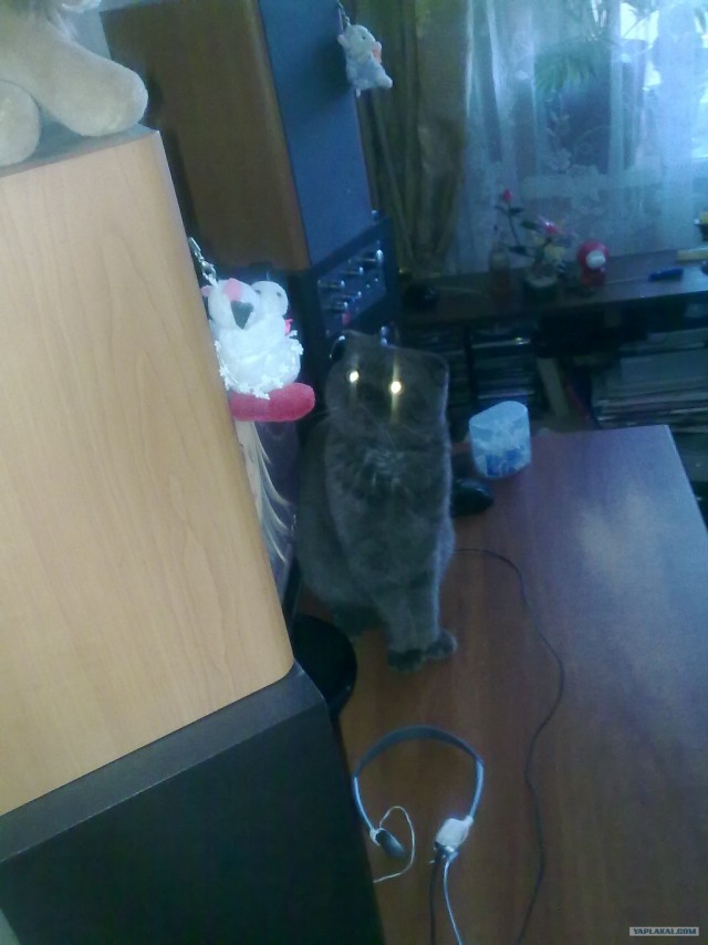 Котовторник