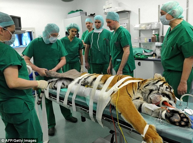 Тигриная операция