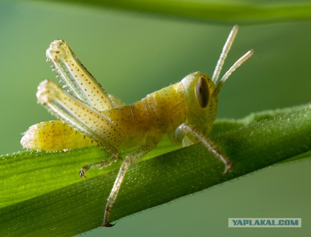 20 победителей конкурса микрофотографии Nikon Small World 2018