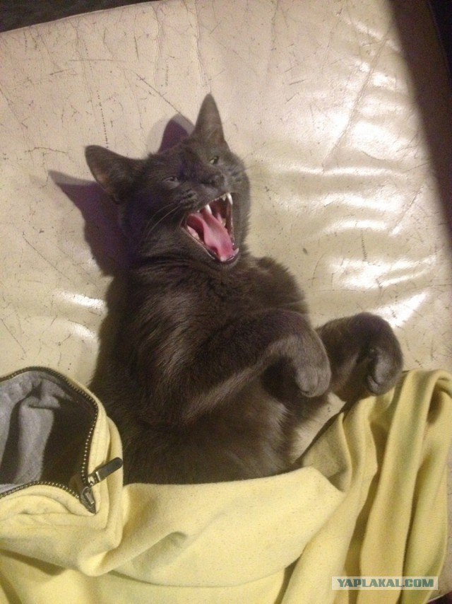 Для чего созданы коты