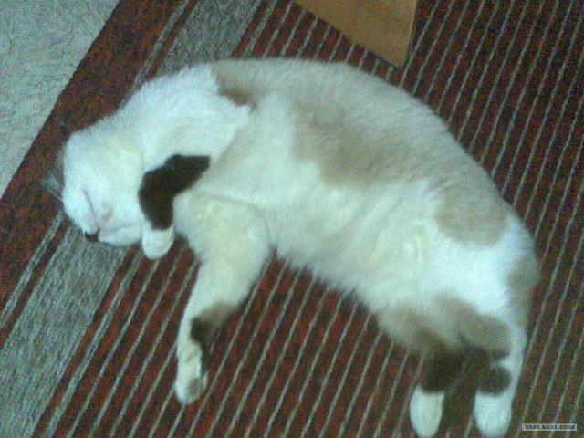 Сонный Котовторник