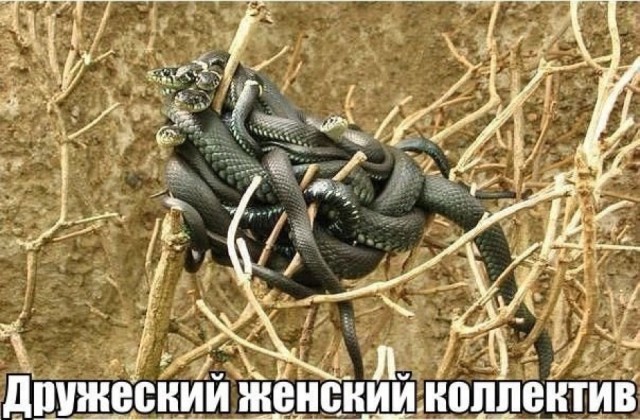 Надо ли мужику брить пах: плюсы и минусы