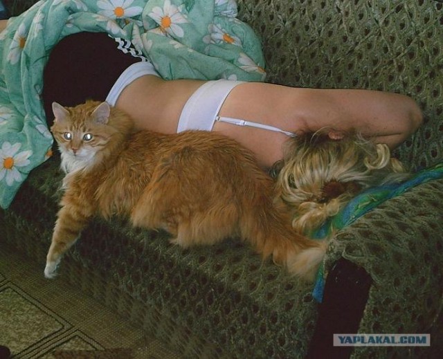 Пума пришла в гости к коту