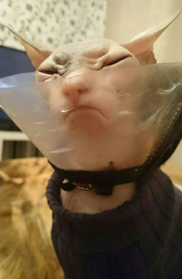 Прикольных котов пост