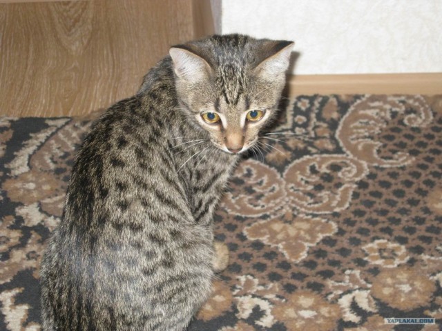 Котовторник 06.12.2011