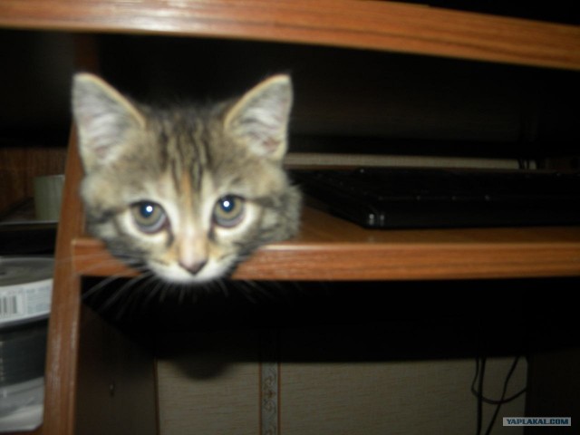 Котовторник (24. 01. 2012 )
