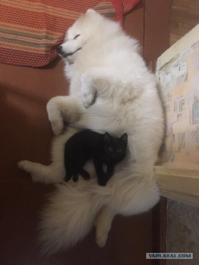 Самоеды