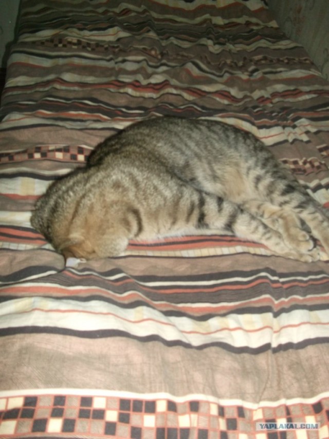 Котовторник (28.02.2012)