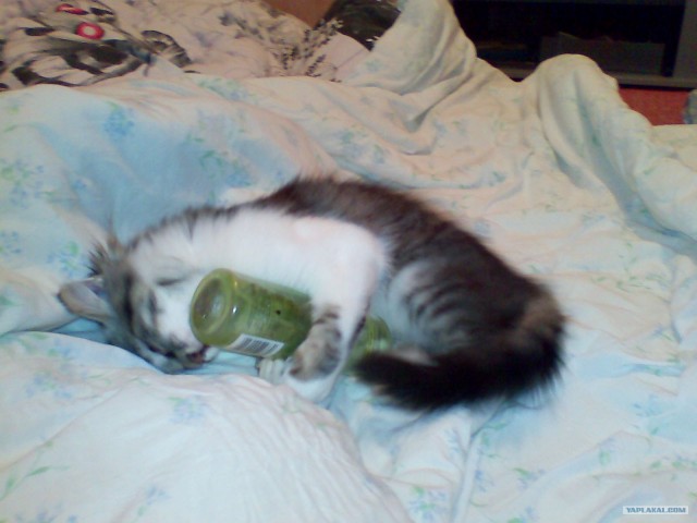КОТОВТОРНИК (6.03.2012)
