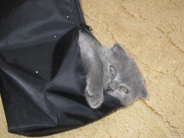 Котовторник  4.09.12