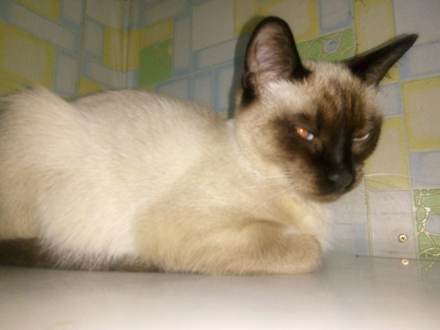 Забавные фото котеек
