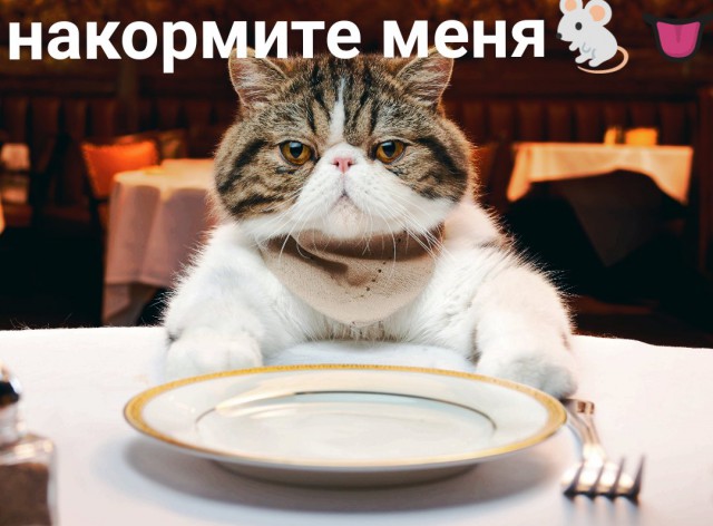 Забавные фото котеек