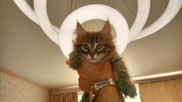 20 снимков с кисточками, доказывающих, что прекраснее мейн-кунов могут быть лишь котята мейн-кунов