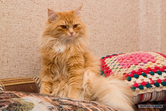 Котовторник 19.02.2013