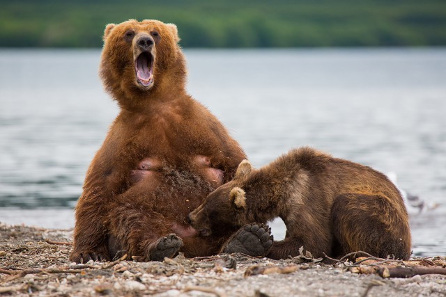 "Зовите медведя" кричат в интернете!