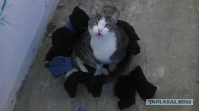 Котовторник 19.03.2019
