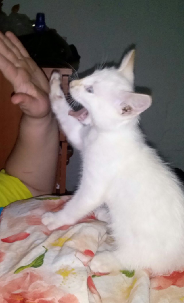 Котовторник! начнем? 04.06.19