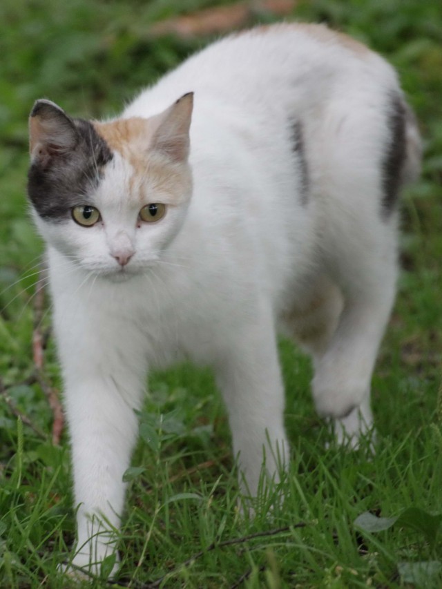 Котовторник 18.06.2019
