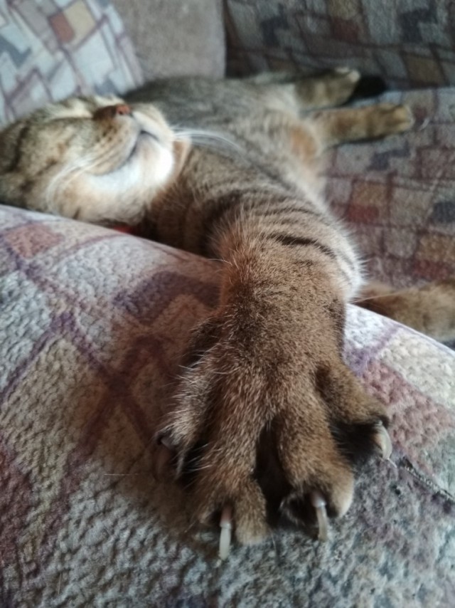 Котовторник однако