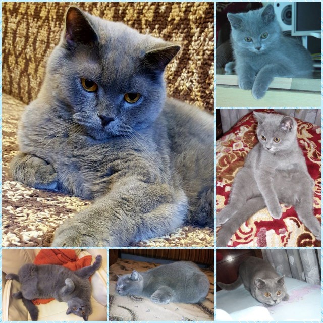 Котовторник 03.03.2020