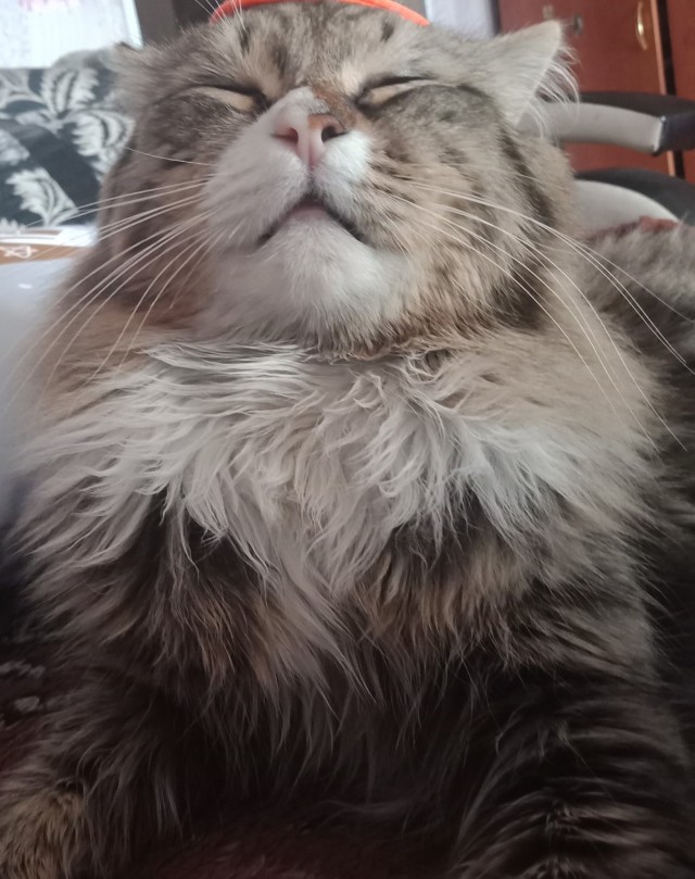 Коты из сети
