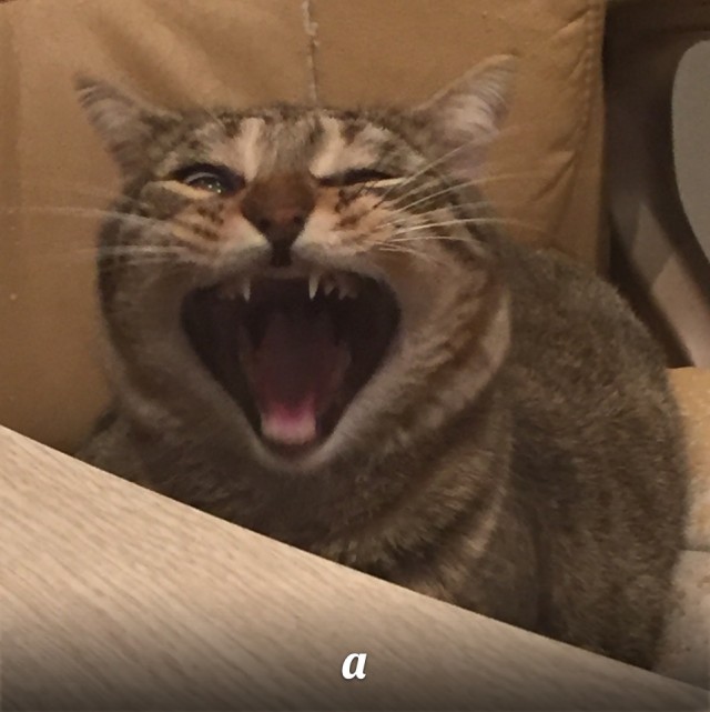 Эти забавные животные