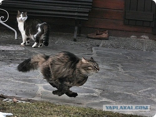Быстрый кот