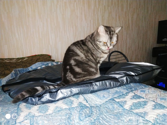 По просьбам в теме ниже. Реальный котовторник!