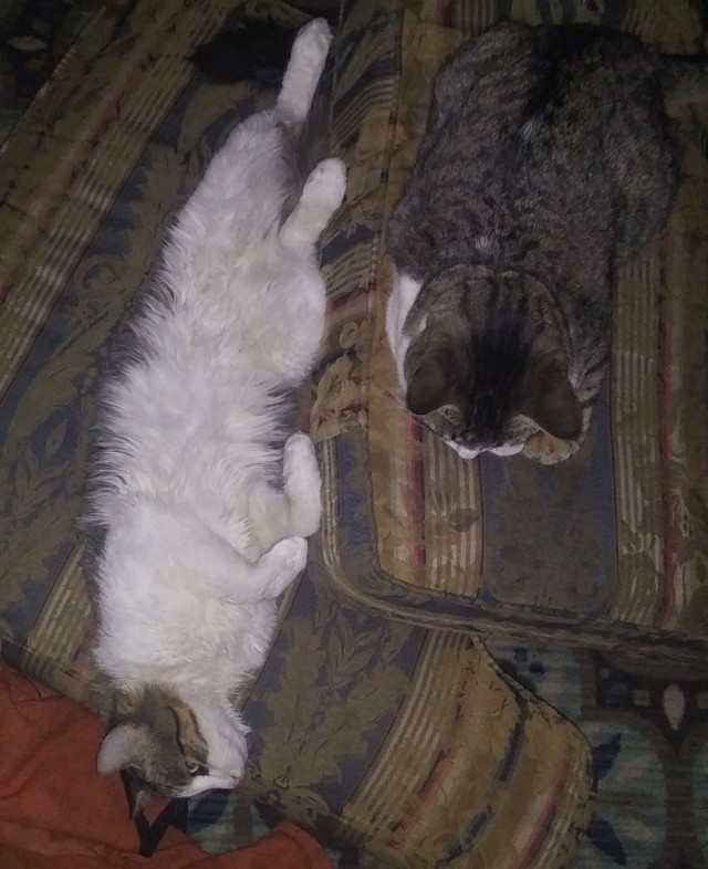 Котовторник 13.10.2020
