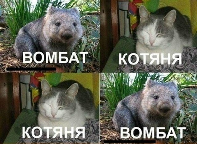 И пусть это какой-то неправильный "хомячок", но даже ему нужно колесо!