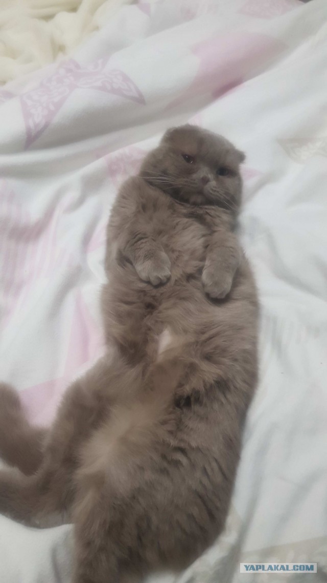 Хозяин в доме