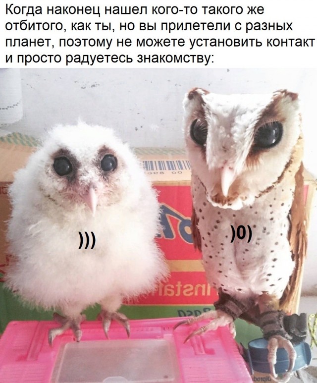 Баяны бабыЯны