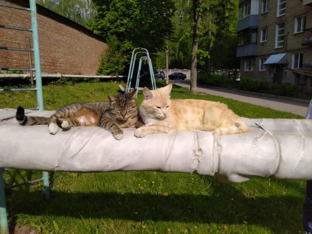 Котовторниковское