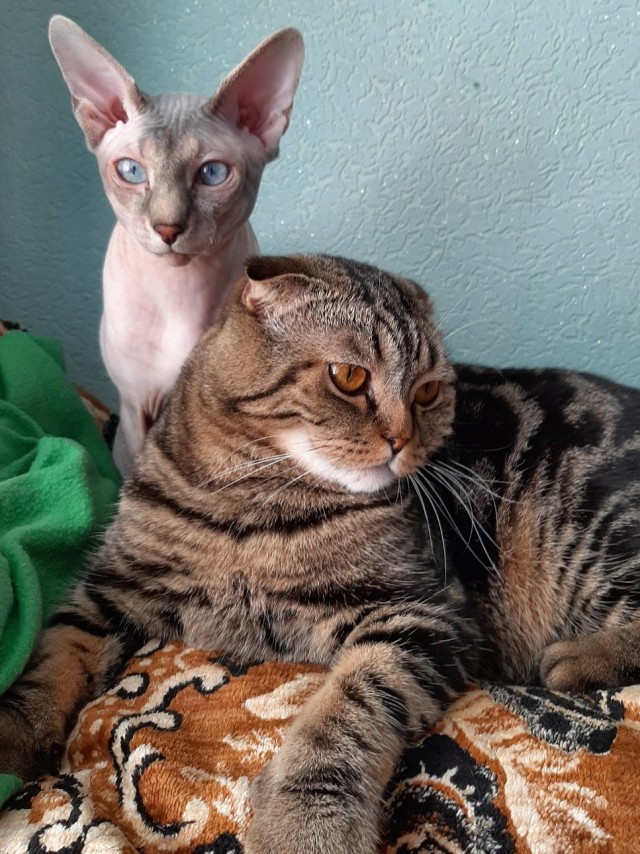 Господа и дамы ЯПа! Котовторник у нас начался! Отойдите от политоты и давайте котиков побольше!